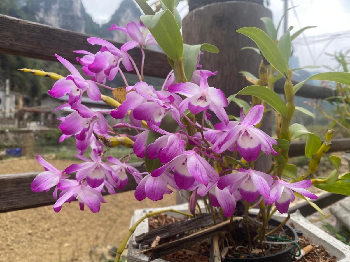 Lan Rung Homestay Lung Nieo Ngoại thất bức ảnh